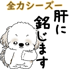 Shih tzu 2026 (A dog trying its best)