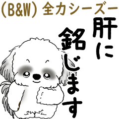 B&W Shih tzu2026 (A dog trying its best)