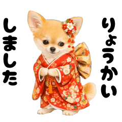 Daily Chihuahua (Around January)