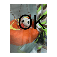 nonoka_20260119002621