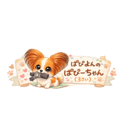 Papy the Papillon (3 years old)