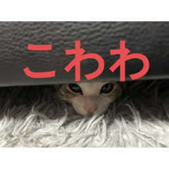 K_20260117213920