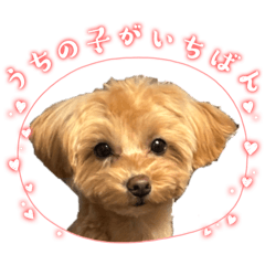 pique_20260118202920