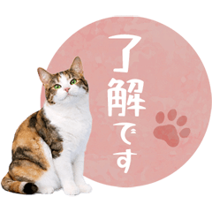 毎日使える✿日本猫