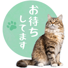 毎日使える✿サイベリアン