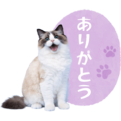 毎日使える✿ラグドール