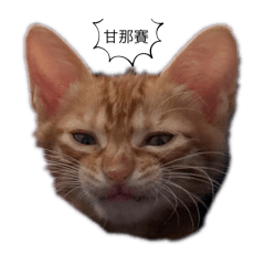 喂！你闖禍ㄌㄌ