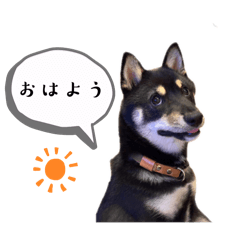This is a Shiba Inu sticker.
