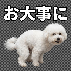 Funbariinu Greetings