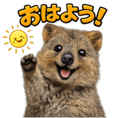 Happy Animal_Quokka Wallaby47
