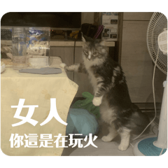 我的貓咪真的很可愛