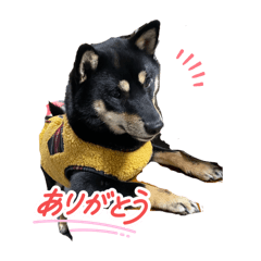rei_20260118222055
