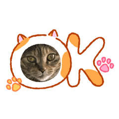 Chiroruchocochip_20260118195646