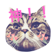very cute cat bubu