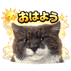 Boss Cat Omochi (Japanese Ver.)