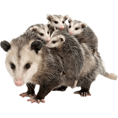 BIG! 오포섬 실사