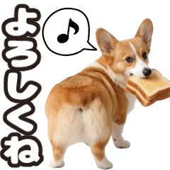 動く!もっちりコーギー