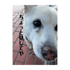 chimu_20260118205920