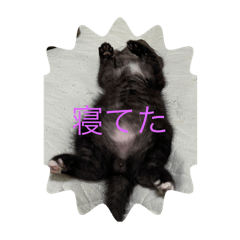 momo_20260118210136
