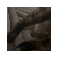 nekou_20260119112251