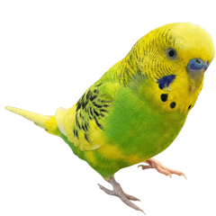 Adorable parakeet Kiku