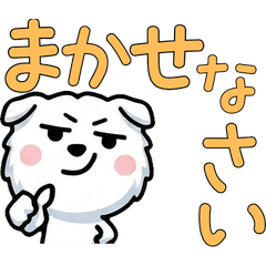 動く敬語の白スコティッシュ6