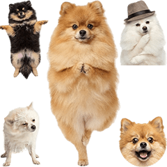 ปอมเมอเรเนียน ภาพสมจริง 2