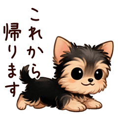 ヨークシャテリアの家族連絡