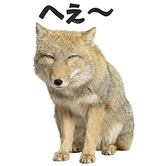 Easy to use! Realistic Tibetan fox
