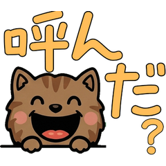 動く茶マンチカン4