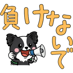 動く敬語の黒パピヨン6