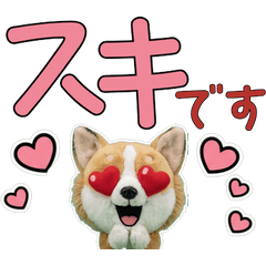動く敬語コーギー12