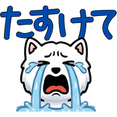 動く白メインクーン4