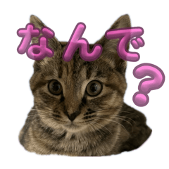 mamimumemo_20260119002452