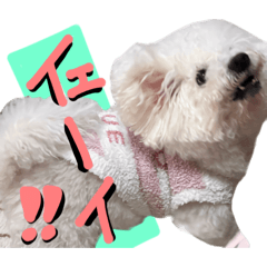 Donburi_20260119013902