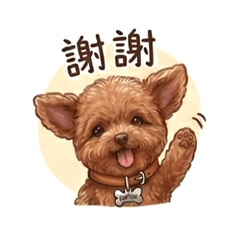 我家最可愛的狗狗，Coffee是一隻紅貴賓！