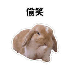 兔兔的日常01