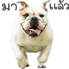 น้องหมา"บูลด็อก" #1