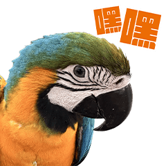 Blue-and-yellow Macaw Parrot