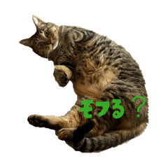 Runta_20260119095438