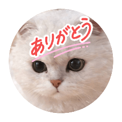 pachan_20260117174419