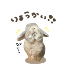 きなこちゃん♡standard