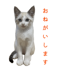 mugi_20260119165502