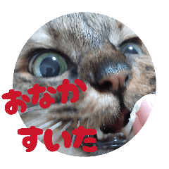 fujijifu_20260119165105