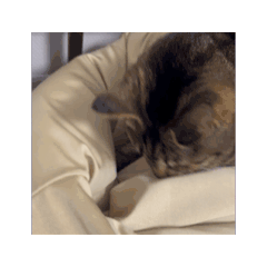 nekou_20260119154623