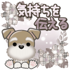 ミニチュアシュナウザー*気持ち伝える*