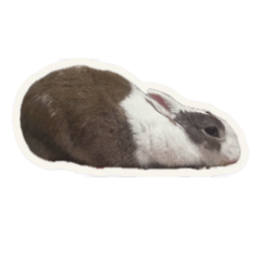 chocolate_20260119141026