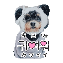 Risa_20260119162823