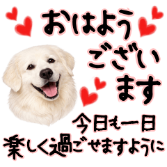 Great Pyrenees Polite Talk