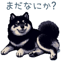 毎日使える冬の黒豆柴【かわいい・犬】